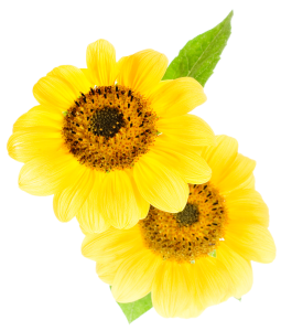 Imagem girassol flor amarela
