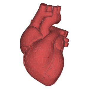 Coração PNG Humano, Ilustração Coração Humano Vermelho