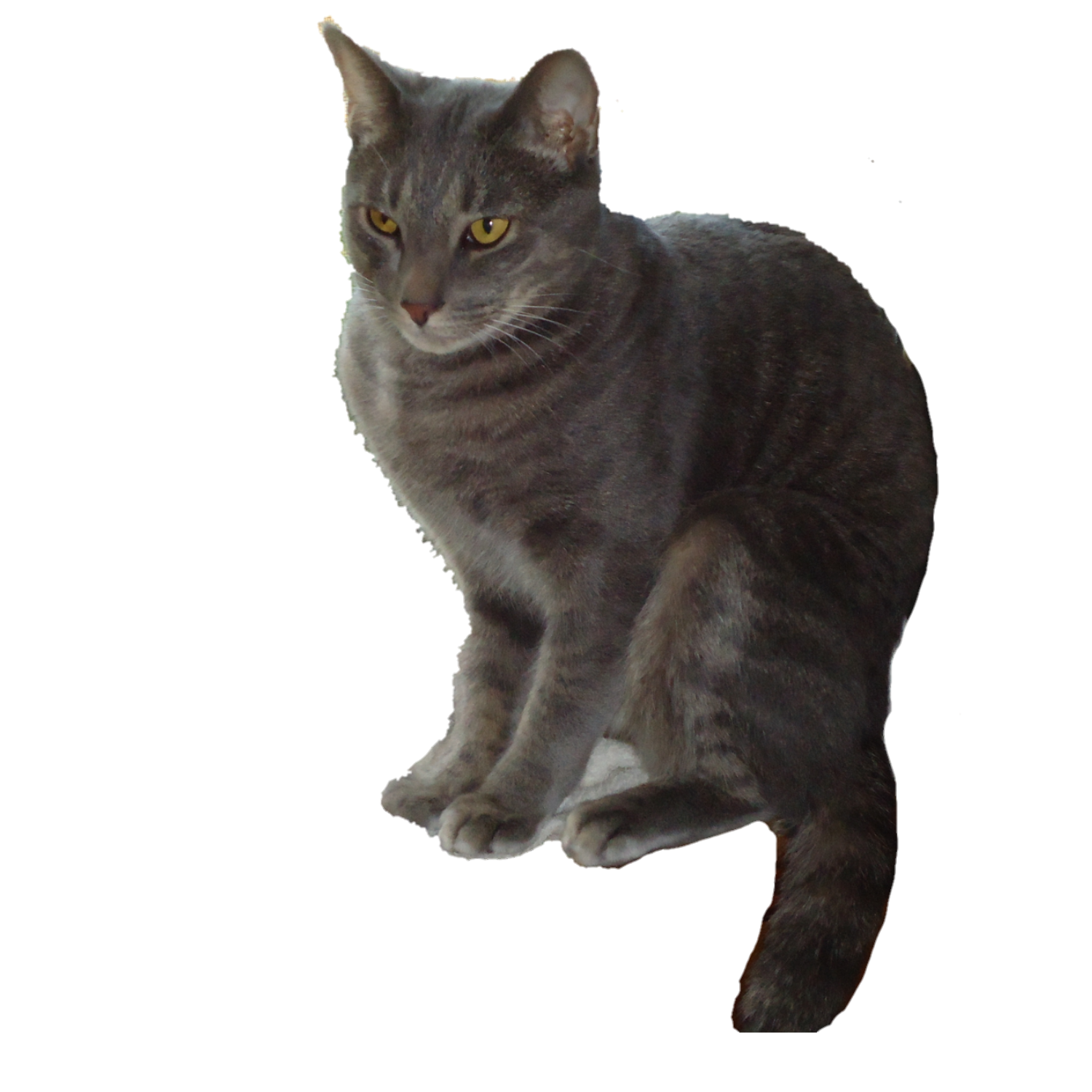 Gato PNG Imagens com fundo transparente