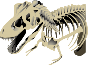 Esqueleto Dinossauro PNG, Dinossauro Tiranossauro PNG