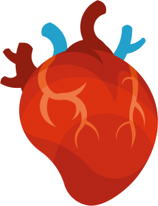 Coração Humano PNG, Órgão PNG, Órgão Humano PNG, Coração Humano Colorido PNG 