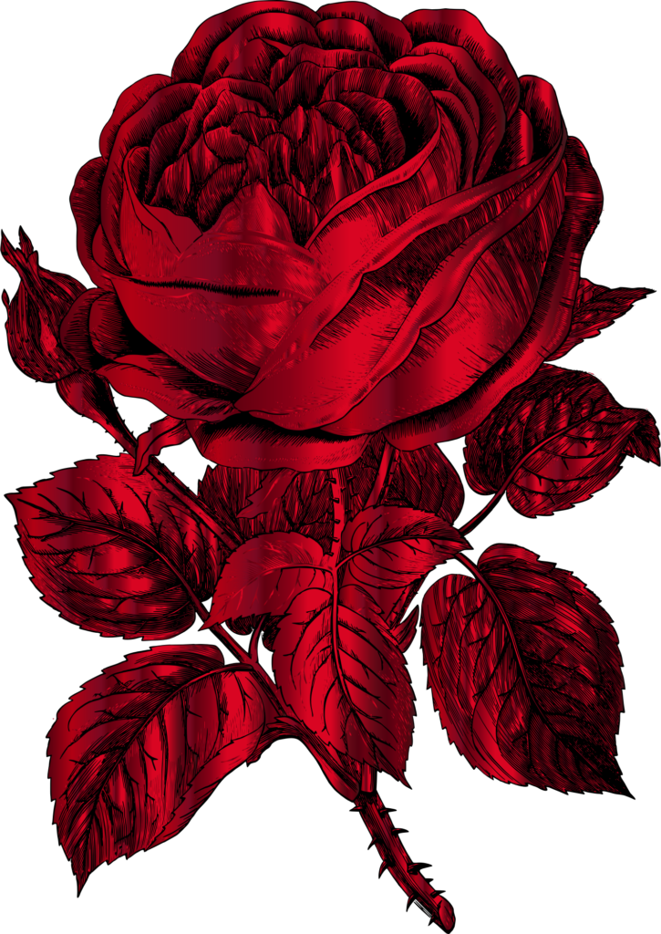 Rosa vermelha flor