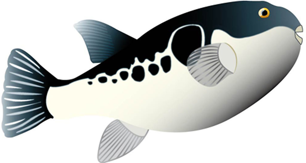Desenho de um peixe baiacu