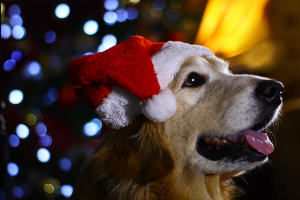 Cachorro usando a touca do papai noel