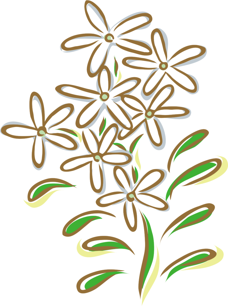 Desenho de uma flor de jasmim