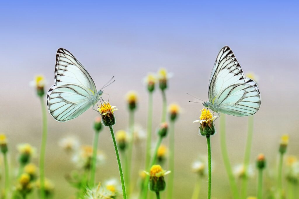 Borboletas em flores