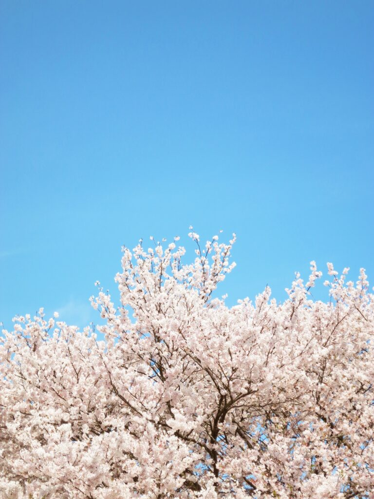 Flores de cereja