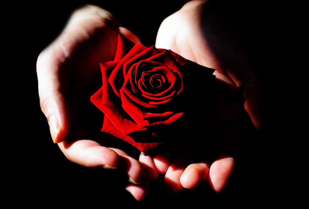 Mãos segurando uma rosa