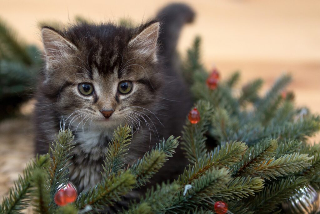 Papel de parede de gato para o Natal