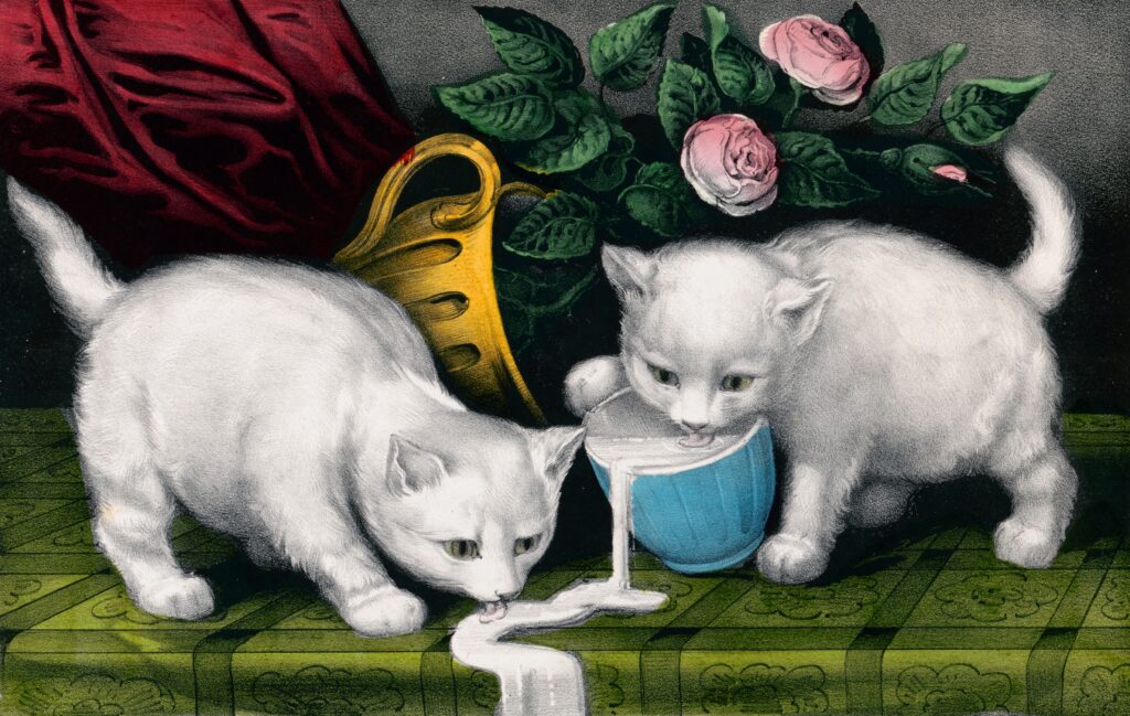 Gatos bebendo leite