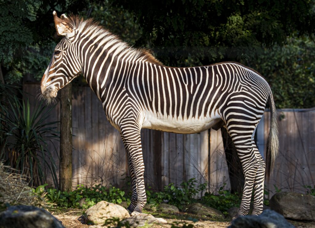 Imagem de uma zebra