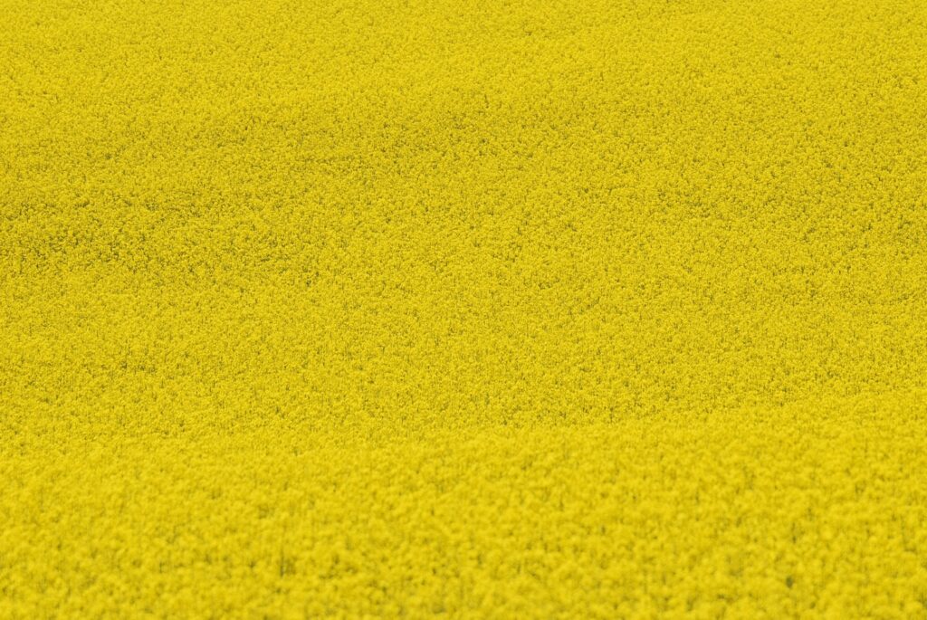 Fundo de flores amarelas