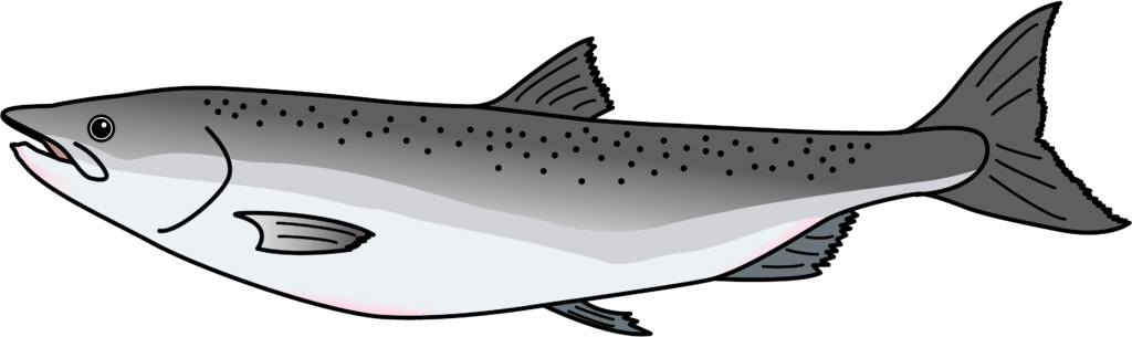 Desenho de um peixe salmão