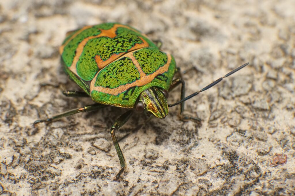 Imagem De Besouro Verde Com Detalhes Brilhantes