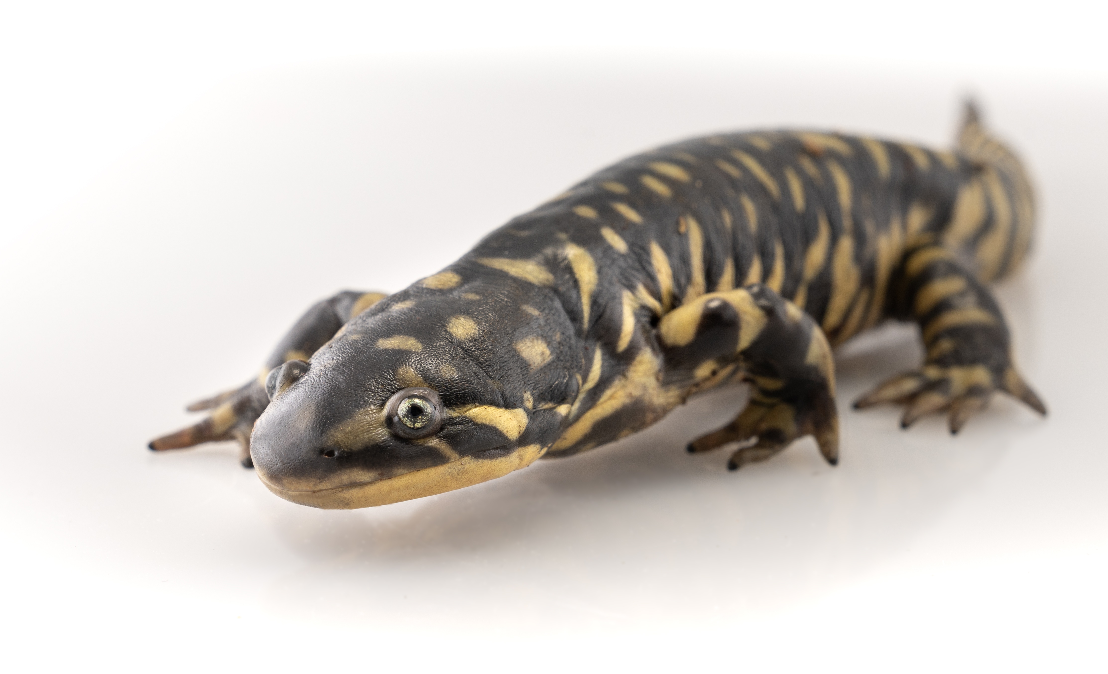 Salamandra Listrada