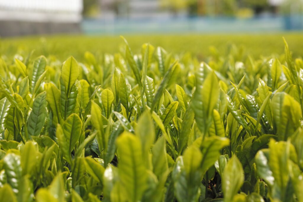 Folhas Verdes em Campo ao Ar Livre